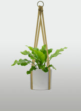 Cargar imagen en el visor de la galería, Helecho Nido de Ave