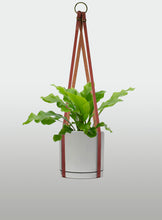 Cargar imagen en el visor de la galería, Helecho Nido de Ave