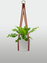 Cargar imagen en el visor de la galería, Helecho Nido de Ave