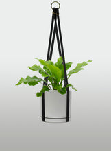 Cargar imagen en el visor de la galería, Helecho Nido de Ave