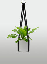 Cargar imagen en el visor de la galería, Helecho Nido de Ave