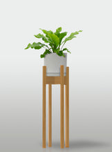 Cargar imagen en el visor de la galería, Helecho Nido de Ave