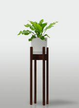 Cargar imagen en el visor de la galería, Helecho Nido de Ave