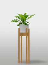 Cargar imagen en el visor de la galería, Helecho Nido de Ave