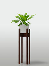 Cargar imagen en el visor de la galería, Helecho Nido de Ave