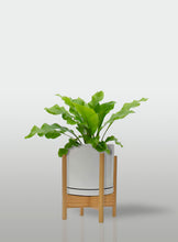 Cargar imagen en el visor de la galería, Helecho Nido de Ave