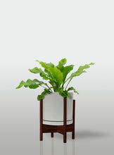 Cargar imagen en el visor de la galería, Helecho Nido de Ave