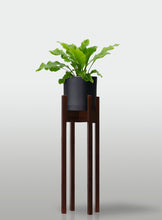 Cargar imagen en el visor de la galería, Helecho Nido de Ave