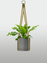 Cargar imagen en el visor de la galería, Helecho Nido de Ave