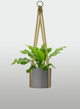 Cargar imagen en el visor de la galería, Helecho Nido de Ave