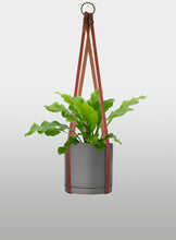 Cargar imagen en el visor de la galería, Helecho Nido de Ave