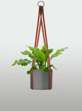 Cargar imagen en el visor de la galería, Helecho Nido de Ave