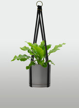 Cargar imagen en el visor de la galería, Helecho Nido de Ave