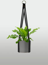 Cargar imagen en el visor de la galería, Helecho Nido de Ave