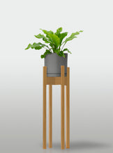 Cargar imagen en el visor de la galería, Helecho Nido de Ave