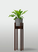 Cargar imagen en el visor de la galería, Helecho Nido de Ave