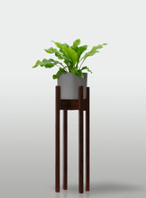 Cargar imagen en el visor de la galería, Helecho Nido de Ave