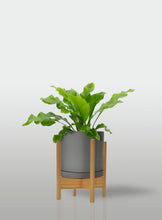 Cargar imagen en el visor de la galería, Helecho Nido de Ave