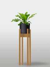 Cargar imagen en el visor de la galería, Helecho Nido de Ave