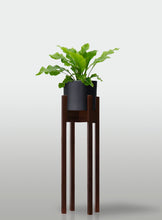 Cargar imagen en el visor de la galería, Helecho Nido de Ave