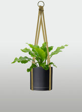 Cargar imagen en el visor de la galería, Helecho Nido de Ave