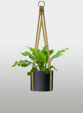 Cargar imagen en el visor de la galería, Helecho Nido de Ave