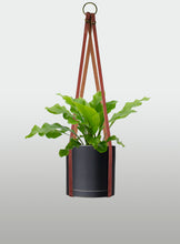 Cargar imagen en el visor de la galería, Helecho Nido de Ave