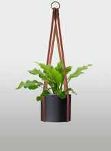 Cargar imagen en el visor de la galería, Helecho Nido de Ave