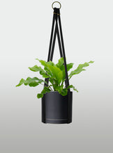 Cargar imagen en el visor de la galería, Helecho Nido de Ave