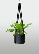 Cargar imagen en el visor de la galería, Helecho Nido de Ave