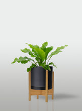 Cargar imagen en el visor de la galería, Helecho Nido de Ave