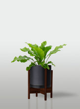 Cargar imagen en el visor de la galería, Helecho Nido de Ave