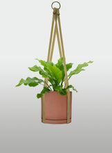 Cargar imagen en el visor de la galería, Helecho Nido de Ave