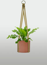 Cargar imagen en el visor de la galería, Helecho Nido de Ave