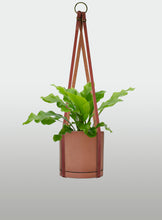 Cargar imagen en el visor de la galería, Helecho Nido de Ave