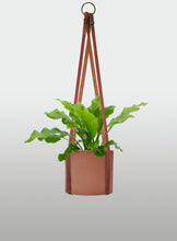 Cargar imagen en el visor de la galería, Helecho Nido de Ave