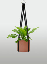 Cargar imagen en el visor de la galería, Helecho Nido de Ave