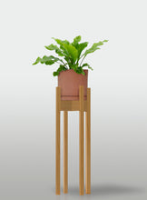 Cargar imagen en el visor de la galería, Helecho Nido de Ave