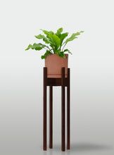 Cargar imagen en el visor de la galería, Helecho Nido de Ave