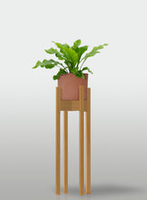 Cargar imagen en el visor de la galería, Helecho Nido de Ave