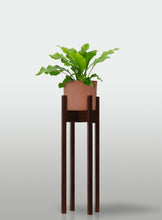 Cargar imagen en el visor de la galería, Helecho Nido de Ave