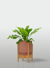 Cargar imagen en el visor de la galería, Helecho Nido de Ave