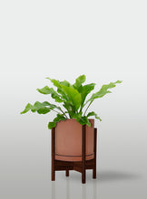 Cargar imagen en el visor de la galería, Helecho Nido de Ave