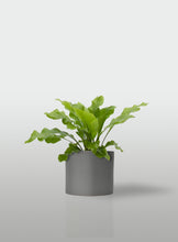 Cargar imagen en el visor de la galería, HELECHO NIDO DE AVE MACETA GRIS