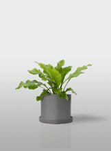 Cargar imagen en el visor de la galería, HELECHO NIDO DE AVE MACETA GRIS CON PLATO