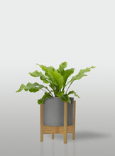 Cargar imagen en el visor de la galería, HELECHO NIDO DE AVE MACETA GRIS BASE MAPLE