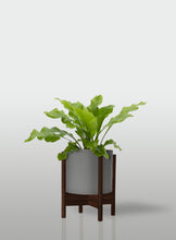 Cargar imagen en el visor de la galería, HELECHO NIDO DE AVE MACETA GRIS BASE NOGAL