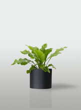 Cargar imagen en el visor de la galería, HELECHO NIDO DE AVE MACETA NEGRA