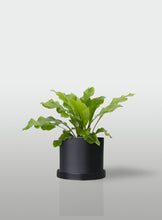 Cargar imagen en el visor de la galería, HELECHO NIDO DE AVE MACETA NEGRA CON PLATO