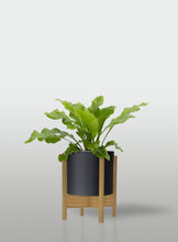 Cargar imagen en el visor de la galería, HELECHO NIDO DE AVE MACETA NEGRA BASE MAPLE